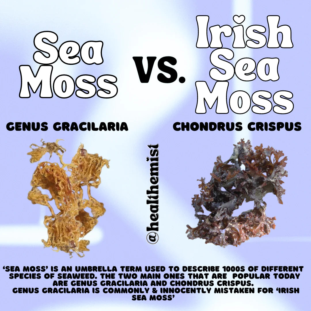 ICY: Irish Sea Moss Gel – pHeel gr8